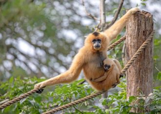 Artis Zoo Amsterdam