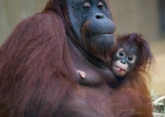 Ouwehands Dierenpark