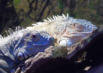 Reptielenzoo Iguana