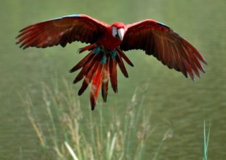Vogelpark Avifauna