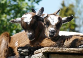 Kinderboerderij Dondertman
