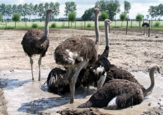 Struisvogelboerderij Monnikenwerve