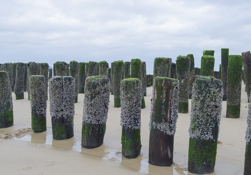 strand-nieuwvlietbad-2