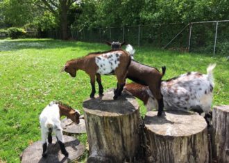 Kinderboerderij de Beestenboel