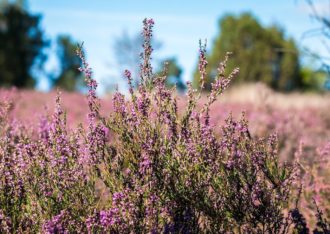 Brunssummerheide