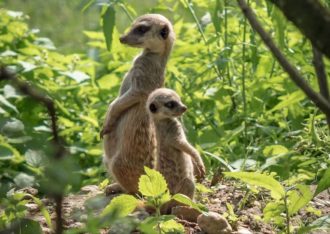 Burgers’ Zoo