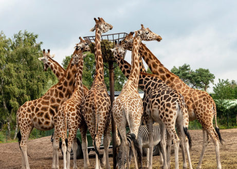 Onderzoek: verschillende diersoorten in Nederlandse dierentuinen